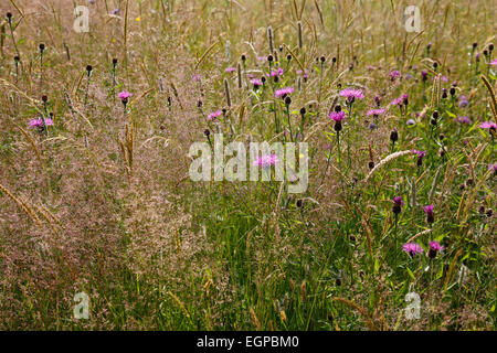 Flockenblume, Centaurea Nigra, Wildblumenwiese in East Sussex, England, Rotherfield, mit Gräsern und Rosa blühenden Flockenblume. Stockfoto