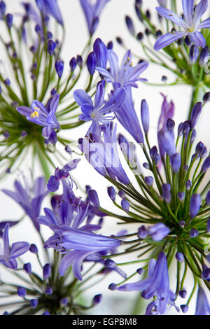 Agapanthus Africanus, geprägt blau lila Blüten in einer Dolde Flowerhead bilden ein Muster auf einem weißen Hintergrund. Stockfoto