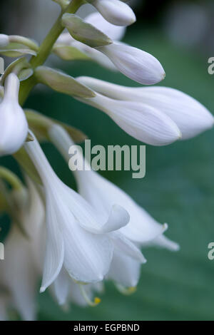 Hosta-Sorte, Nahaufnahme von weißen hängenden Blüten wachsen an einer Pflanze vor einem grünen Hintergrund. Stockfoto