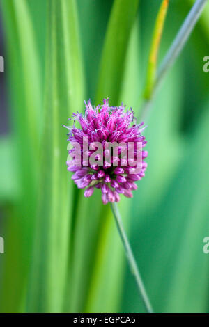 Allium Sphaerocephalon, eine einzelne lila kugelförmige Blume auf einem Stiel isoliert im flachen Fokus gegen grüne Blätter. Stockfoto