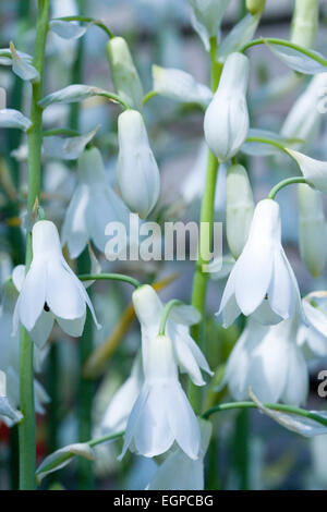 Sommer Hyazinthe, Galtonia Candicans, kippte hängende weiße Blüten mit schwarzen Staubgefäßen. Stockfoto