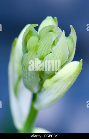 Sommer Hyazinthe, Galtonia Candicans, kippte hängende weiße Blüten mit schwarzen Staubgefäßen. Stockfoto