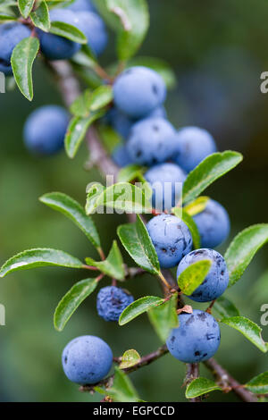 Schlehe, Prunus Spinosa, reichlich lila Schlehe Beeren wachsen auf einem Strauch im Herbst im New Forest. Stockfoto