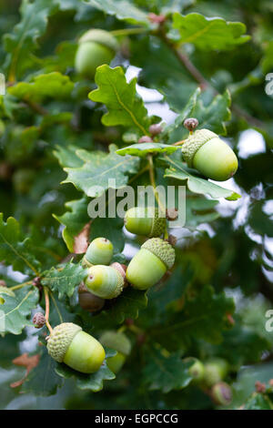 Eiche, Quercus Robur, Eicheln wachsen auf den Zweigen des Baumes im Spätsommer. Stockfoto