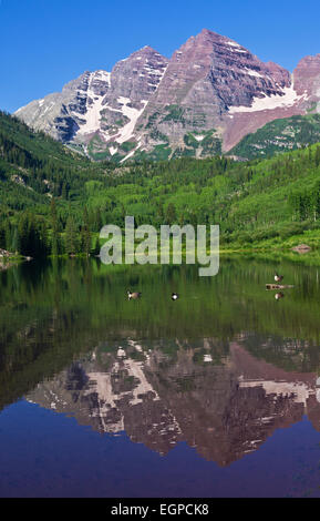 Die Maroon Bells spiegelt sich in Maroon See im Morgenlicht, mit Gänsen im Vordergrund, Colorado, USA. Stockfoto