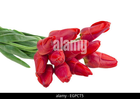 Tulpen, die isoliert auf weißem Hintergrund Stockfoto