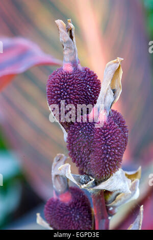 Canna Indica, Nahaufnahme von ungewöhnlichen lila Samenkapseln im Herbst. Stockfoto