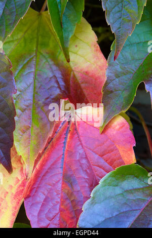 Boston-Efeu, Parthenocissus Tricuspidata, Nahaufnahme Detail der grünen Blätter drehen Rot und gelb im Herbst. Stockfoto