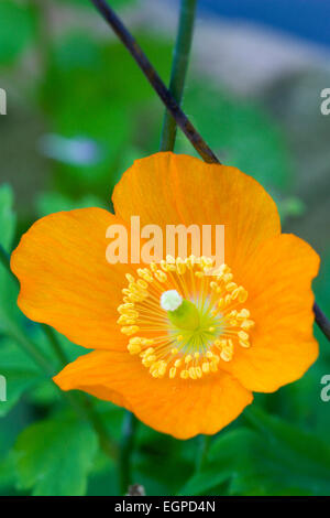 Isländischer Mohn, Papaver Nudicaule, Nahaufnahme Detail einer einzelnen orange Blume mit gelben Staubfäden vor einem grünen Hintergrund. Stockfoto