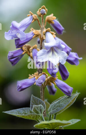 Fingerhut Baum, Paulownia Tomentosa, lila Blüten in einer Rispe auf einem Baum im Frühling. Stockfoto