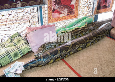 Geld wurde großen, gut gefütterten Python/Tempel bei Snake angeboten Tempel.EINE riesige birmanische Python im Schlangenkloster in Bago, Pegu, Myanmar, Burma, Asien, Asien Stockfoto