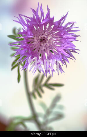 Persische Kornblume, Centaurea Dealbata, Seitenansicht von einer rosa Blüte mit gefranste Blütenblätter vor hellen Hintergrund. Stockfoto