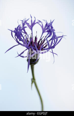 Größere Flockenblume, Centaurea Scabiosa, Vorderansicht einer Blume zeigt spinnenartigen gefranste Blütenblätter, Soft-Fokus Stammzellen, vor weißem Hintergrund. Stockfoto