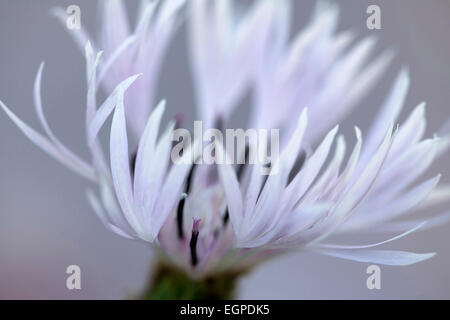 Größere Flockenblume, Centaurea Scabiosa, Nähe beschnitten Blick auf gefranste Blütenblätter der weißen Form der rosa Blume, die gelegentlich gefunden, selektiven Fokus vor grauem Hintergrund. Stockfoto