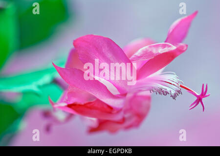 Weihnachtskaktus Schlumbergera X bridgesii, Nahaufnahme von einem hellen rosa Blume mit Sweeping zurück Blütenblätter, weiße Staubblätter und ungewöhnliche Sterne geformt rosa Stigma. Stockfoto