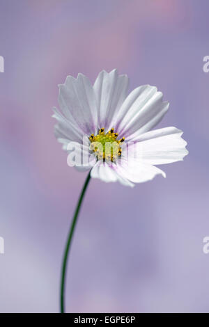 Cosmos Bipinnatus "Daydream", Vorderansicht eines vollständig geöffneten Blüte mit weißen Blüten mit rosa in der Mitte und gelben Staubblätter, weichen blau und rosa Hintergrund gefärbt. Stockfoto