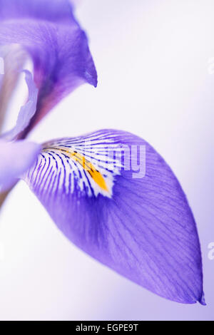 Algerische Iris, Iris Unguicularis, Nähe beschnitten Blick auf lila Blütenblatt mit gelben und weißen Abzeichen blass lila Hintergrund. Stockfoto