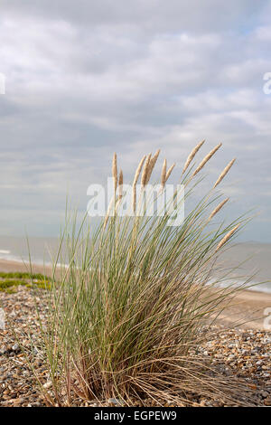 Grass, Dünengebieten Rasen, Ammophila Arenaria, blühende Büschel wachsen in Kies am Strand Suffolk in Großbritannien, Meer und Himmel dahinter. Stockfoto