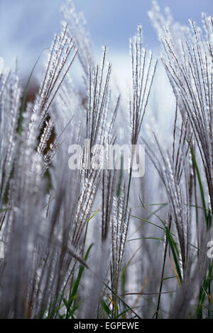Grass, Eulalia, Miscanthus Sinensis 'Kleine Silberspinne', niedrige Vorderansicht des mehrere silbrig gefiederten Federn von Blumen Hintergrundbeleuchtung. Stockfoto