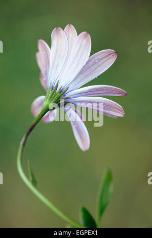 Herbers, Osteospermum 'Serenity Purple', Rückansicht einer Öffnung Blume mit Regentropfen auf einem gekrümmten Stiel. Stockfoto
