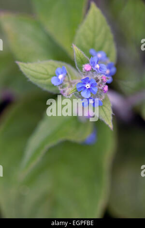 Grün Alkanet, Pentaglottis Sempervirens, Draufsicht des Clusters der blauen Blüten mit weißem Auge auf behaarte Blätter. Stockfoto