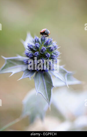 Meer-Holly, Eryngium Maritimum, Nahaufnahme der Blüte mit einem Marienkäfer an der Spitze. Stockfoto