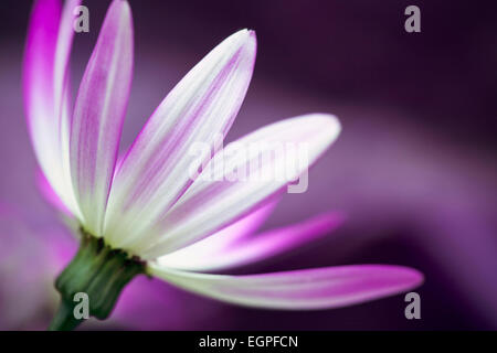 Aschenpflanze, Pericallis Senetti Baby X hybrida Magenta Bicolor 'Sunseneribuba', enge Seitenansicht von einer rosa Blüte mit weißen Streifen. Stockfoto