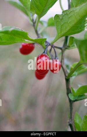 Bittersüß, Solanum Dulcamara, Nahaufnahme Gruppe von roten Beeren an einem Stängel mit Blättern. Stockfoto