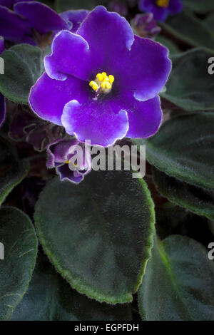 African Violet eingefasst eine Saintpaulia Sorte mit lila Blüten mit weiß, um gelbe Spitzen Stamen, graphischen Draufsicht auf eine Blume mit Knospen und Blätter, satten, tiefen Farben. Stockfoto