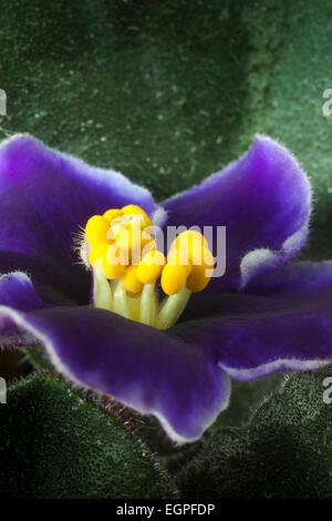 African Violet, eine Saintpaulia Sorte mit lila Blüten, eingefasst mit weiß, um stubby gelbe Spitzen Stamen, Nahaufnahme der Blüte mit Blättern, satte tiefen Farben. Stockfoto