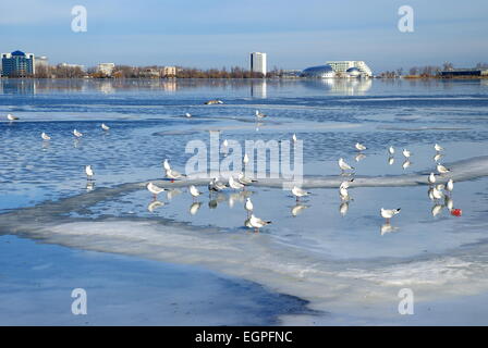 Winterlandschaft auf dem Tabacarie See in Constanta, See voll von Zugvögeln auf der Suche nach Nahrung. Stockfoto