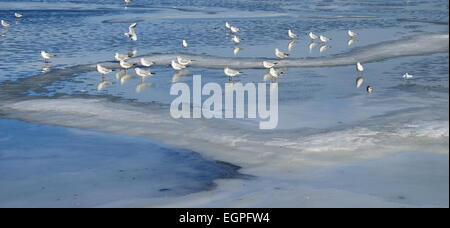 Winterlandschaft auf dem Tabacarie See in Constanta, See voll von Zugvögeln auf der Suche nach Nahrung. Stockfoto