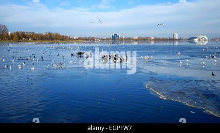 Winterlandschaft auf dem Tabacarie See in Constanta, See voll von Zugvögeln auf der Suche nach Nahrung. Stockfoto