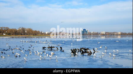 Winterlandschaft auf dem Tabacarie See in Constanta, See voll von Zugvögeln auf der Suche nach Nahrung. Stockfoto