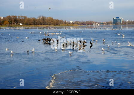 Winterlandschaft auf dem Tabacarie See in Constanta, See voll von Zugvögeln auf der Suche nach Nahrung. Stockfoto