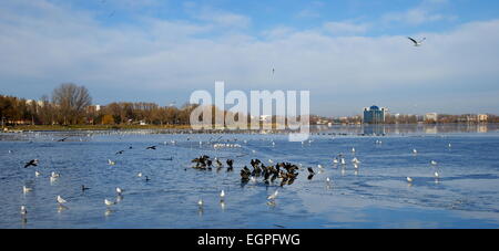 Winterlandschaft auf dem Tabacarie See in Constanta, See voll von Zugvögeln auf der Suche nach Nahrung. Stockfoto