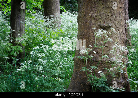 Kuh-Petersilie, Anthriscus Sylvestris, Massen von weißen Blumen unter Wald, mit Stämmen von Bäumen einschließlich Platane. Stockfoto