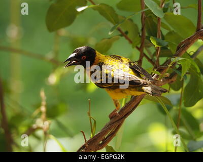 Ein sonnendurchfluteter männlicher Schwarzkopfweber (Ploceus cucullatus), auch bekannt als Village Weaver, thronte auf einem Ast, der in der Nähe seines Grasnest Lake Manze, Tansania, ruft Stockfoto