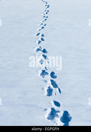 Linie von Footprints Wicklung durch frischen weißen Schnee. Stockfoto