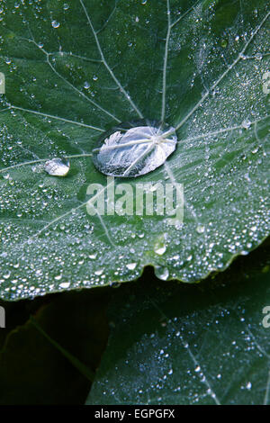 Kapuzinerkresse, hinterlässt eine Tropaeolum Majus Sorte, Nahaufnahme von zwei Tröpfchen, einen großen Tropfen im Zentrum. Stockfoto