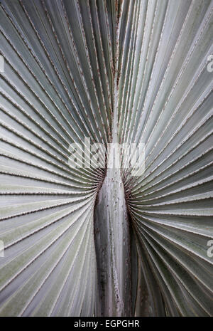 Eine Sorte Silber grau Fächerpalme, Nahaufnahme von den Rippen, die strahlenförmig vom Zentrum, in Vietnam gedreht. Stockfoto