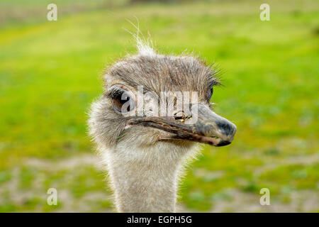 Eine vordere Kopf Porträt eines afrikanischen Straußes mit lustigen Ausdruck im Gesicht beobachten andere Strauße und Wildtiere in einem Spiel re Stockfoto