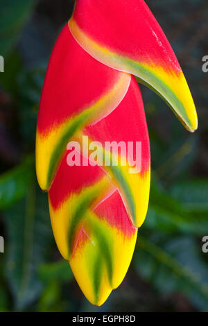 Heliconia Rostrata, auch bekannt als Hummergreifer, engen Blick auf die roten clawlike Blüten mit gelb und grün, Spitzen in Südvietnam fotografiert. Stockfoto