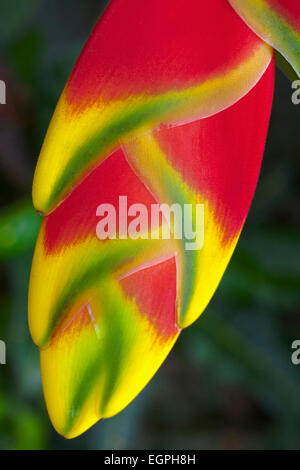 Heliconia Rostrata, auch bekannt als Hummergreifer, Nahaufnahme der kippte mit gelb und grün, leuchtend rote Pendel clawlike Blumen fotografiert in Südvietnam. Stockfoto