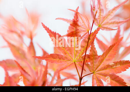 Japanischer Ahorn, Acer Palmatum 'Shindeshojo', nahe Ansicht von überlappenden orangerot verlässt überbelichtet gegen weiß. Stockfoto