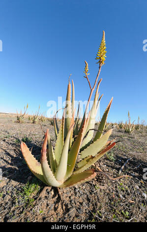 Aloe Vera, zwei Pflanzen im Vordergrund, mit einer blühenden Spitze und andere hinter sich, wachsen auf einem trockenen Gelände vor einem blauen Himmel. Stockfoto