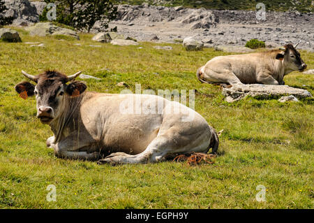 Porträt von Braunvieh Kühe im Néouvielle National Nature Reserve. Pyrenäen. Frankreich. Stockfoto