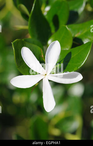 Natal Pflaume, Carissa Macrocarpa, Ansicht von oben eine weiße Blume gegen Blätter. Stockfoto