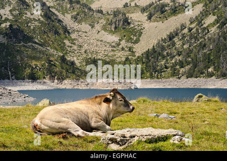 Porträt von Braunvieh Kühe auf Weiden in in Lac Forschungsreaktors ruht. Néouvielle National Nature Reserve. Pyrenäen. Frankreich. Stockfoto