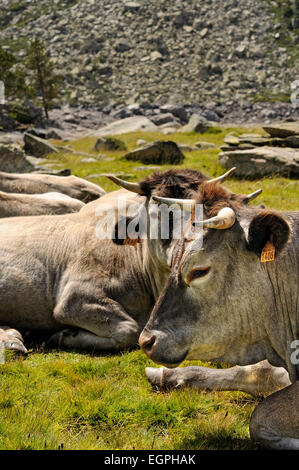 Porträt der Gruppe von Braunvieh Kühe auf Weiden im Néouvielle National Nature Reserve. Pyrenäen. Frankreich. Stockfoto